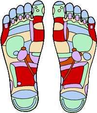 Reflexology foot chart